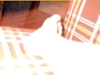 Right foot