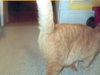 Trapper Keeper, the cat