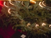 The Christmas Tree