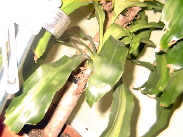 Plant