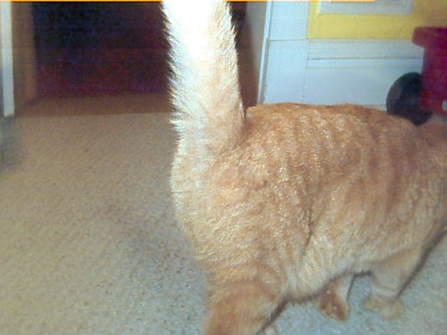 Trapper Keeper, the cat