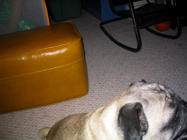 Nipper