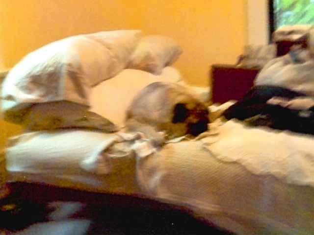 The lazy Pug
