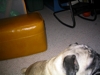 Nipper