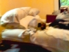 The lazy Pug